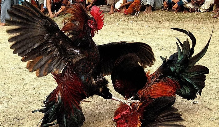 Đá gà cựa tròn